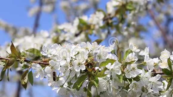 春天盛开的树枝白花闭上了视频的预览图