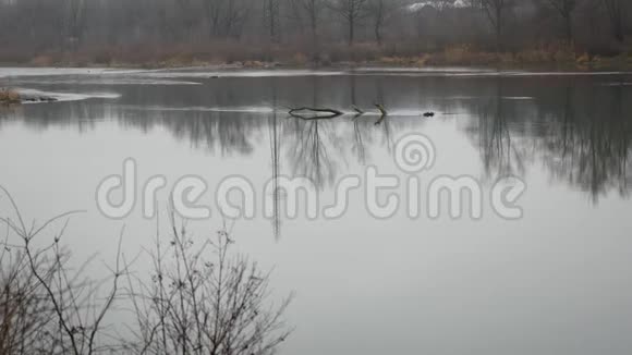 秋天的风景阴郁的雾蒙蒙的森林河视频的预览图