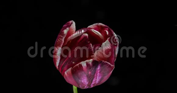 黑色背景下盛开的红色郁金香花时节视频的预览图
