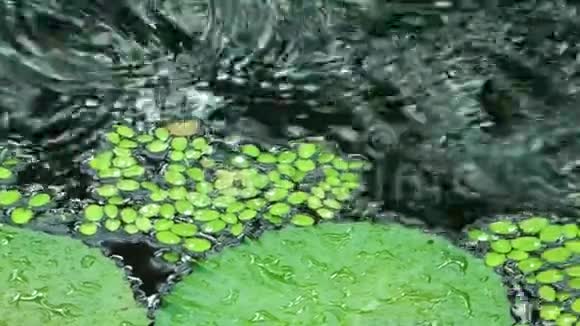 湖水上的叶子视频的预览图