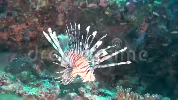 马尔代夫干净的海底水下海洋上的狮鱼蝎子鱼视频的预览图