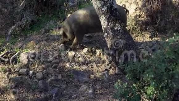 4黑伊比利亚猪在埃斯特雷马杜拉草原的橡树上放牧视频的预览图