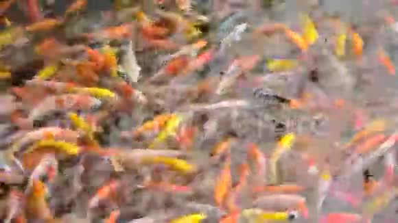 小花鲤鱼或锦鲤鱼游泳和玩耍视频的预览图
