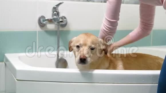 女人在浴室里洗狗宠物护理视频的预览图