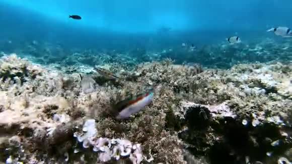 水下景观地中海海礁视频的预览图