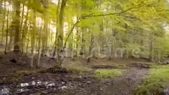 穿过秋天的森林视频的预览图