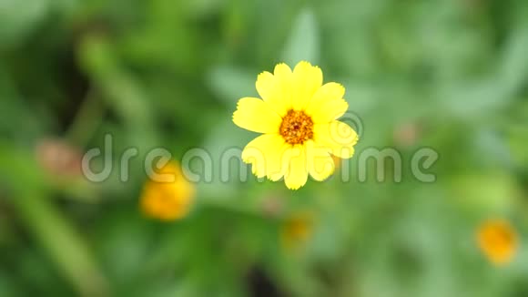 花园里美丽盛开的黄花夏日时光慢动作3840x2160视频的预览图