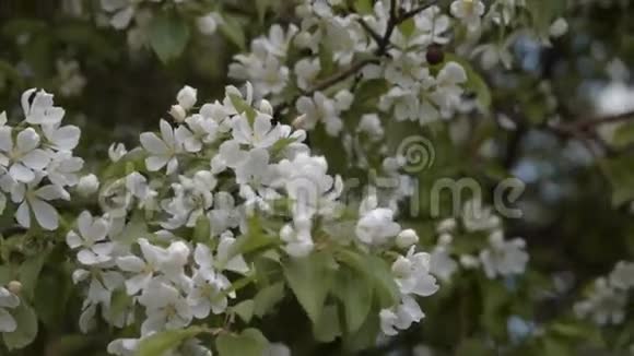春天苹果树开花了视频的预览图