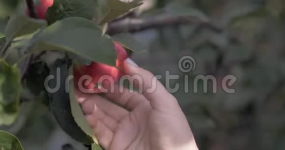 从苹果树上摘红熟苹果的女人视频的预览图