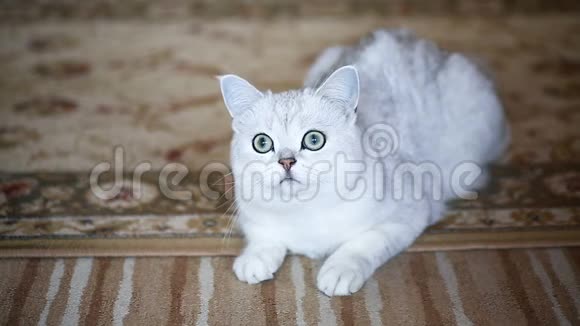 一只美丽的幼猫一只直的苏格兰幼猫视频的预览图