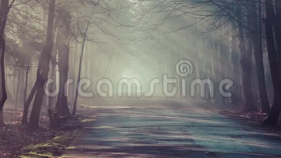 波兰森林中浓雾中的道路和阳光视频的预览图