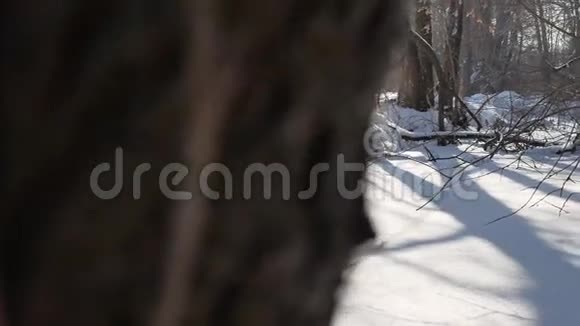 冰雪覆盖的自然森林溪流树梢的景色视频的预览图