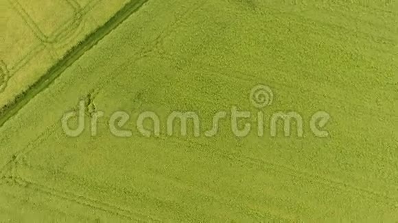 菜籽油场的空中景观视频的预览图
