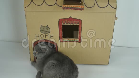小猫坐在纸板猫屋里视频的预览图