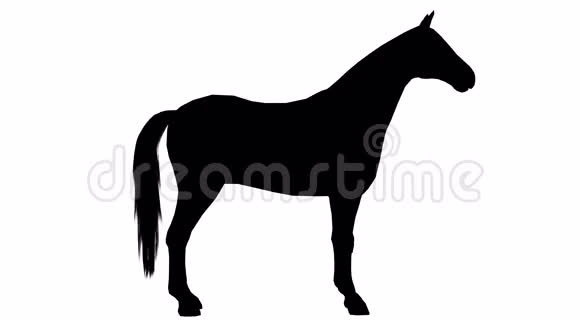 一匹马的黑色轮廓阿尔法频道4K视频的预览图