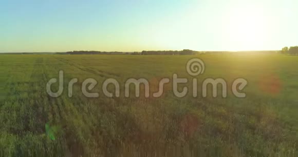 夏季阳光充足的夜晚低空飞行在乡村夏田之上有着无尽的黄色景观地平线上的太阳视频的预览图