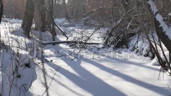冰封的森林自然溪流视频的预览图