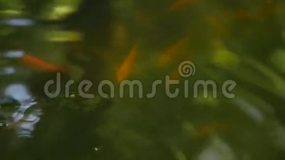 鱼在池塘里游泳视频的预览图