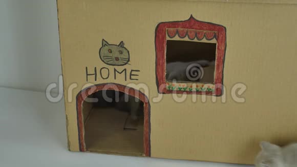 小猫坐在纸板猫屋里视频的预览图
