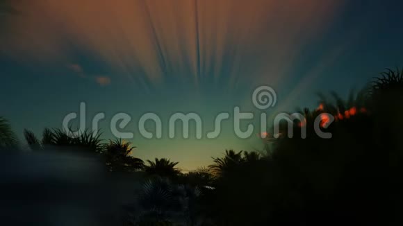 美丽的日出越过棕榈树森林视频的预览图