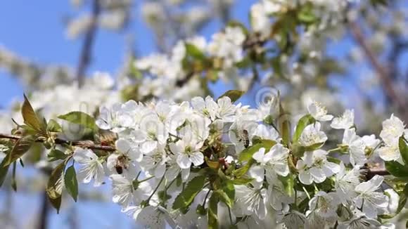 春天盛开的树枝白花闭上了视频的预览图
