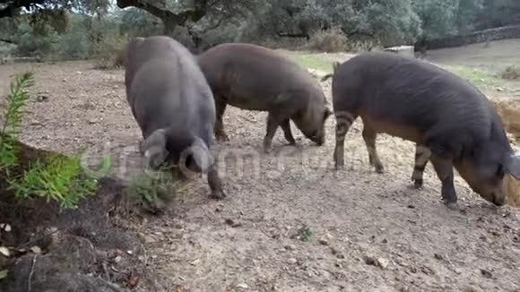 4K黑伊比利亚猪在西班牙草原的橡树上放牧视频的预览图