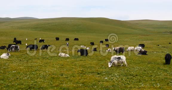 草原上一群牦牛中国高原风光视频的预览图