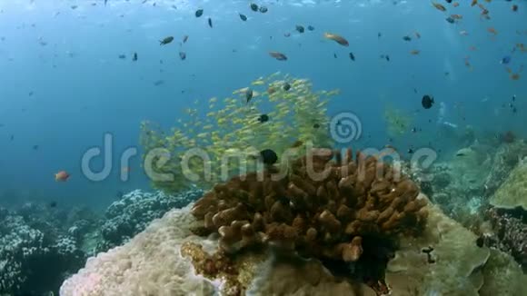 印度尼西亚RajaAmpat鱼类多样性4k视频的预览图