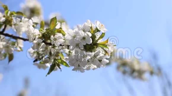 春天盛开的树枝白花闭上了视频的预览图