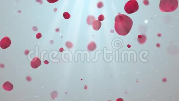 清洁玫瑰花瓣1循环背景视频的预览图