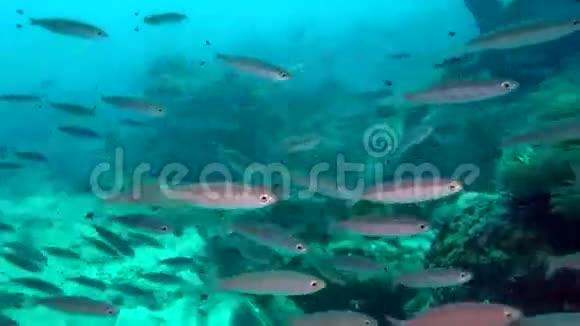 马尔代夫海洋水下鱼类的迁移视频的预览图