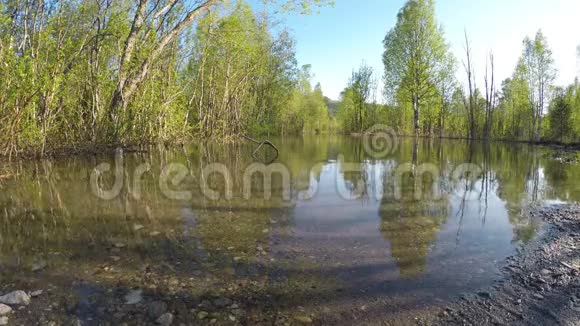 夏季森林淹没河水视频的预览图