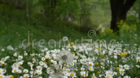 绿草上盛开的花朵雏菊视频的预览图