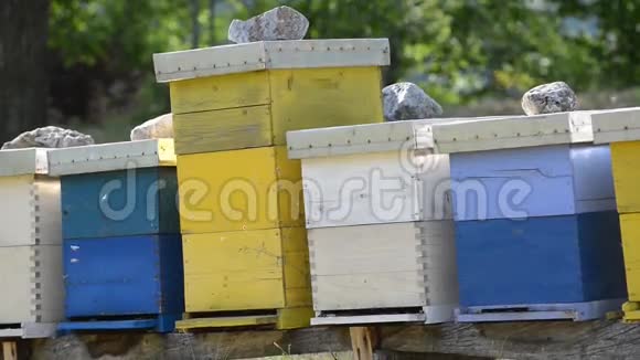 蜜蜂工人在大自然中的家视频的预览图