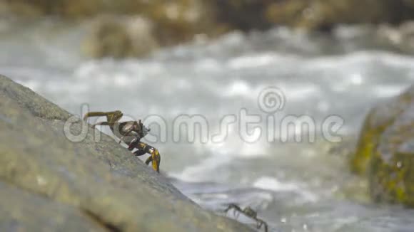 海滩岩石上的螃蟹视频的预览图