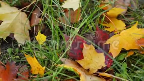 秋天的叶子在草地上视频的预览图