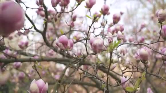 粉红色玉兰花木兰花视频的预览图