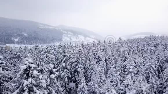 针叶林中的冬村空中景观视频的预览图