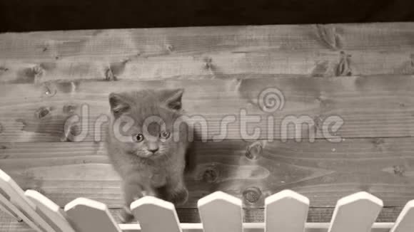 小猫在木栅栏附近玩耍视频的预览图