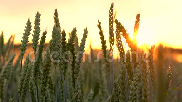 4日落或日出时刮风的麦粒或大麦视频的预览图
