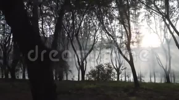 有雾的美丽森林视频的预览图