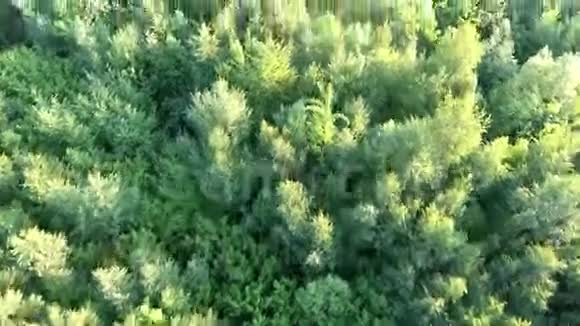 草地上的树木鸟瞰图视频的预览图