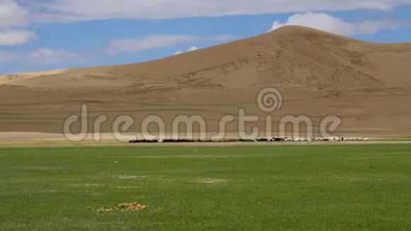 沙地蒙古精灵放牧的牧人视频的预览图