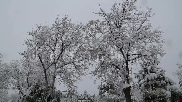 在树木和雪路上下雪视频的预览图