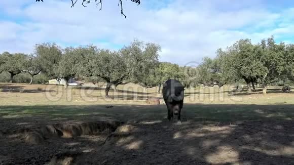 4K黑伊比利亚猪穿过西班牙德赫萨风景中的橡树视频的预览图