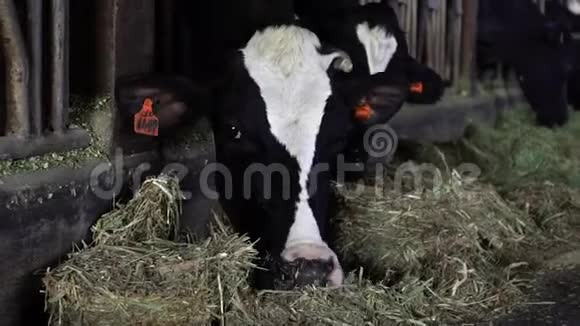 奶牛场谷仓里的牛荷斯坦奶牛喂养农业产业视频的预览图