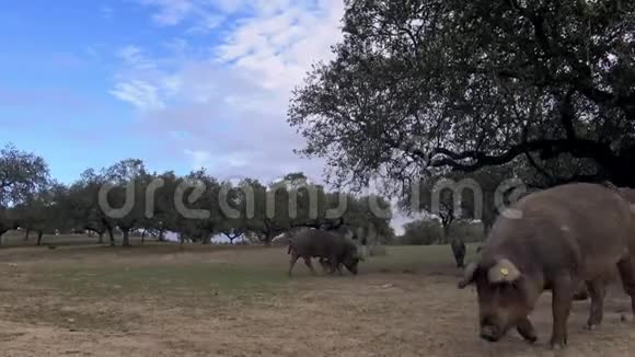 4K黑伊比利亚猪穿过西班牙德赫萨风景中的橡树视频的预览图