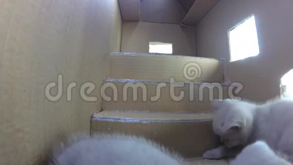 猫纸板屋gopro室内景视频的预览图