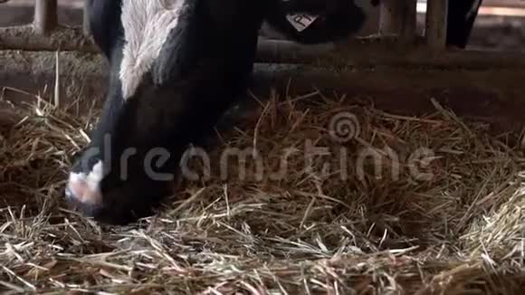 农业产业农牧理念牛群视频的预览图