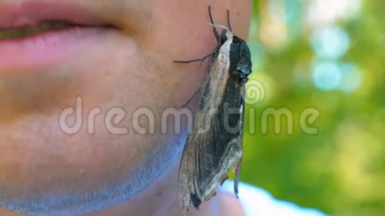 在大自然森林里的一个阳光明媚的日子里一只蝴蝶鹰蛾坐在一只人的手上准备起飞然后是蝴蝶视频的预览图